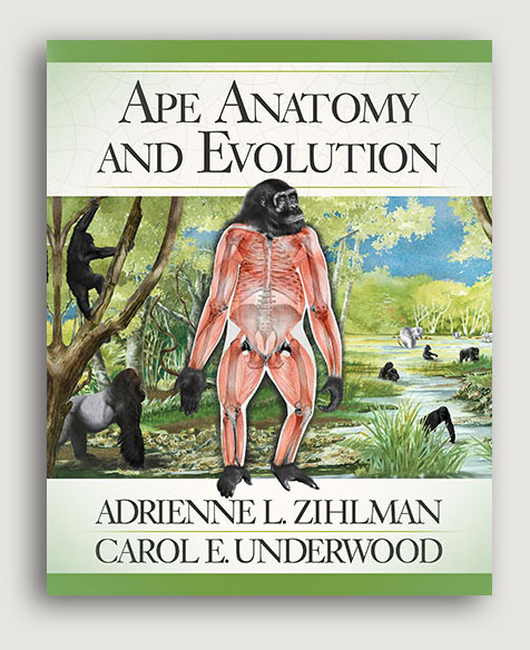 Ape Anatomy and Evolution cover