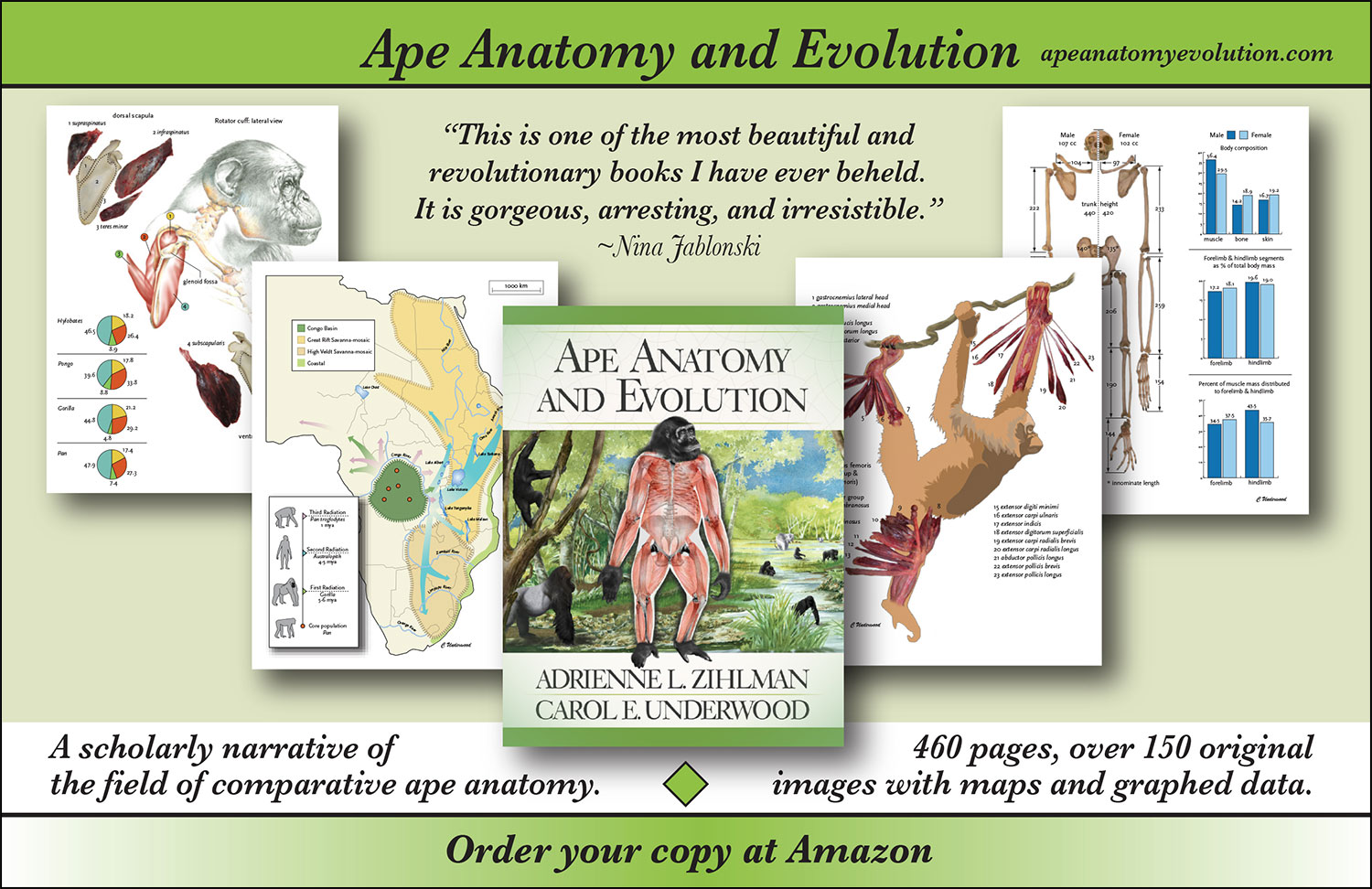 Ape Anatomy and Evolution postcard