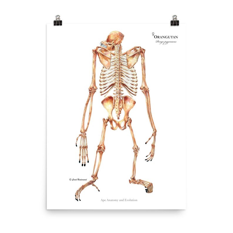 orangutan skeleton print